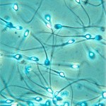 Dinamarca, potencia exportadora de semen