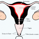 El ciclo femenino
