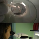 La Microinyección Espermática (ICSI) paso a paso