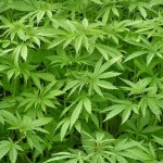 La marihuana y la infertilidad