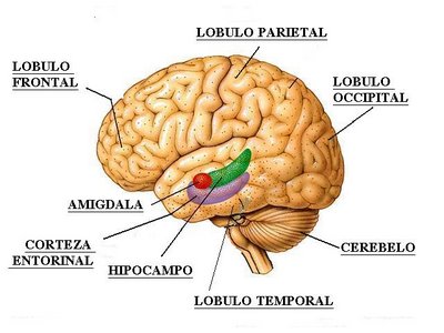 amigdala hipocampo corteza entorrinal