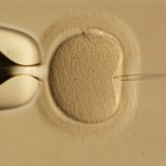 fases-fecundacion-in-vitro
