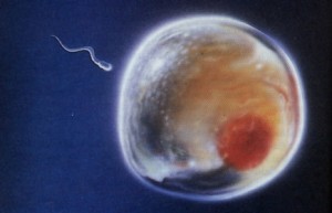 Óvulo a punto de ser fertilizado