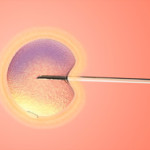 La inseminación de ovocitos es una de las fases finales de la fecundación in vitro
