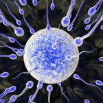 La selección de los espermatozoides más válidos es una fase muy importante de la FIV
