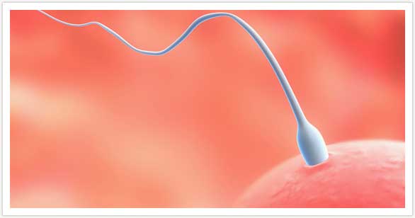 Proceso selección de esperma
