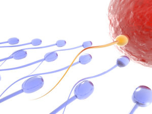 ICSI- Microinyección de espermatozoides