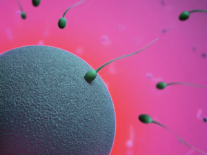 Estudios de fertilidad para la donación de óvulos