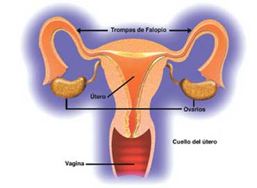 vaginaNTnva
